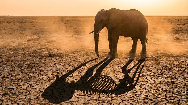 Tierwelt, Vom Aussterben Bedroht