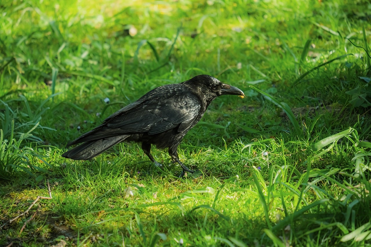 40,000+ Free Single Animal & Nature Images - Pixabay