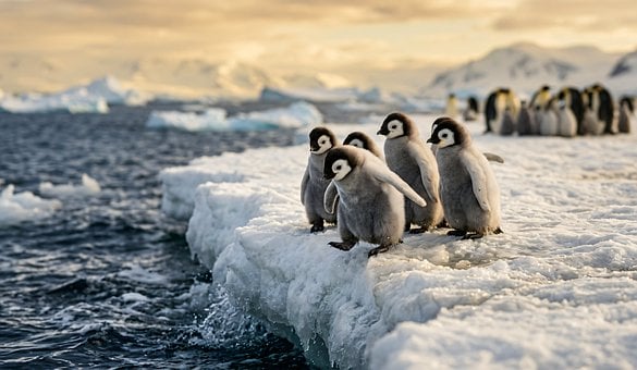 Free Penguin King Penguin photo and picture