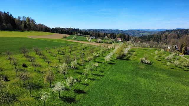 Free Field Orchard photo and picture