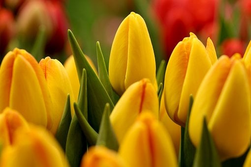 Flores, Tulipanes, Verdura, Pétalos