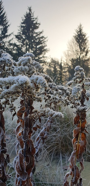 Vinter, Frost, Bakken Frost, Nature