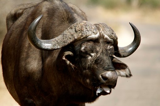 Büffel, Natur, Tier, Tierwelt, Safari