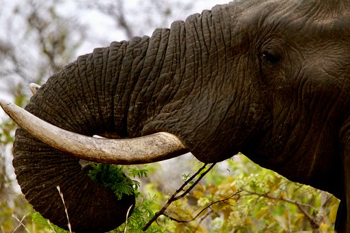 Elefant, Afrika, Natur, Tierwelt, Safari