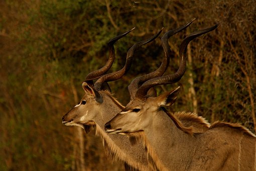 Kudu, Afrika, Antilope, Natur, Tierwelt