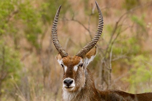 Wasserbock, Afrika, Natur, Tierwelt
