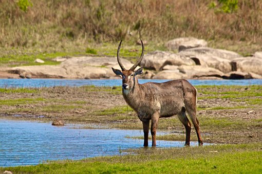 Wasserbock, Afrika, Natur, Tierwelt