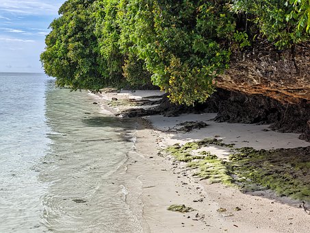 Strand, Hav, Natur, Skov, Rev