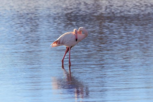 Free Flamingo Water photo and picture