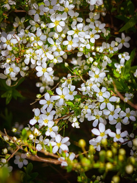 Free Flower Nature photo and picture