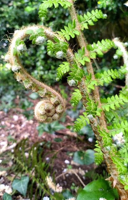 Farn, Spirale, Grün, Natur, Blätter