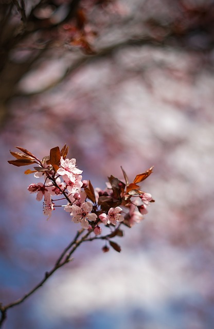 Free Flower Purple Flower photo and picture