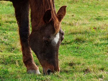 Pferd, Kopf, Weide, Braunes Pferd, Gras