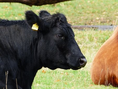 Kuh, Schwarz, Ohrmarke, Gras, Weide