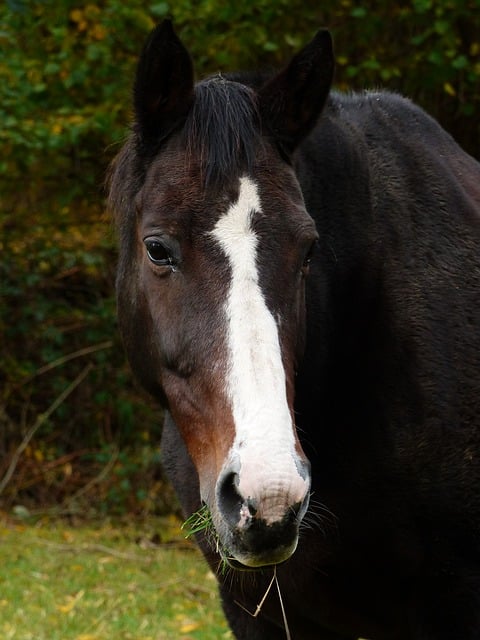 Pferd, Tierkopf, Braun, Weiß