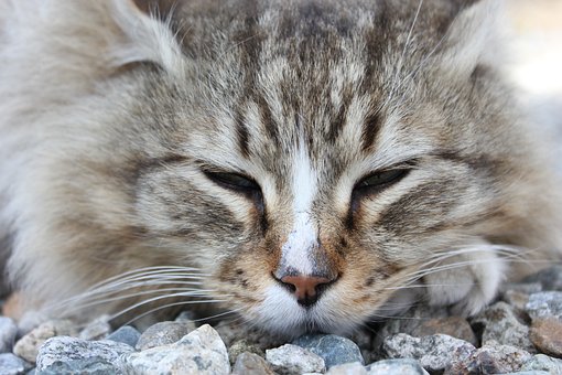 Gato, Animal, Mascota, Gatito, Mamífero