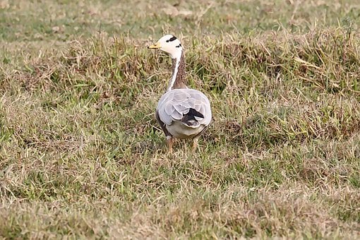 Free Bird Goose photo and picture