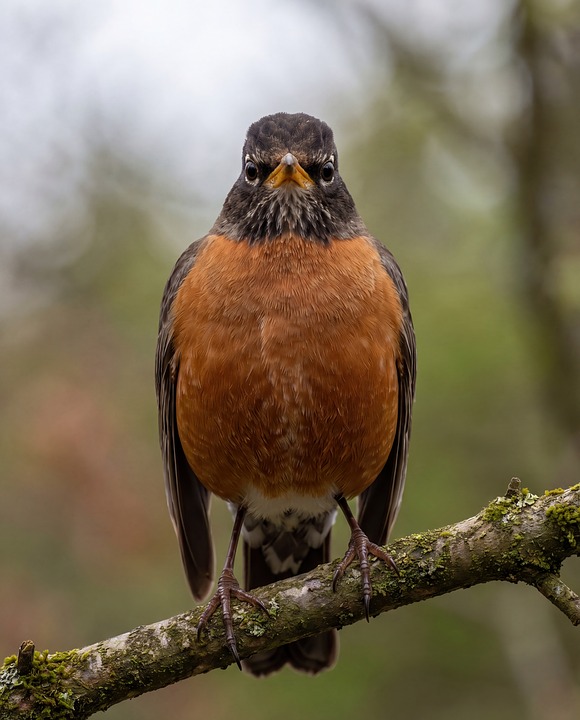 Robin Bird Nature - Free photo on Pixabay