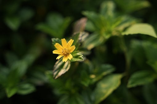 Free Nature Yellow Flower photo and picture