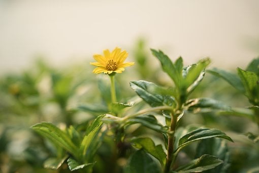 Free Nature Yellow Flower photo and picture