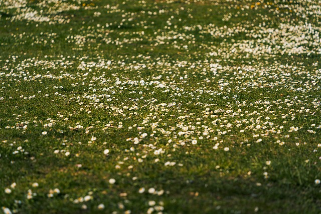 Free Nature Field photo and picture