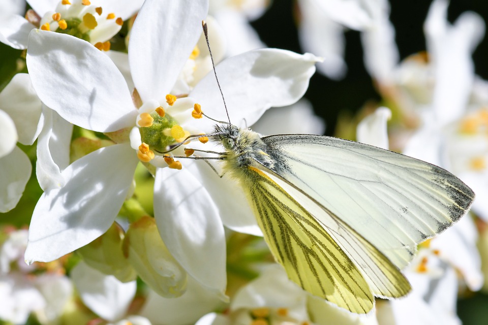 White Beautiful Insect Butterfly White Insect - Free photo on Pixabay