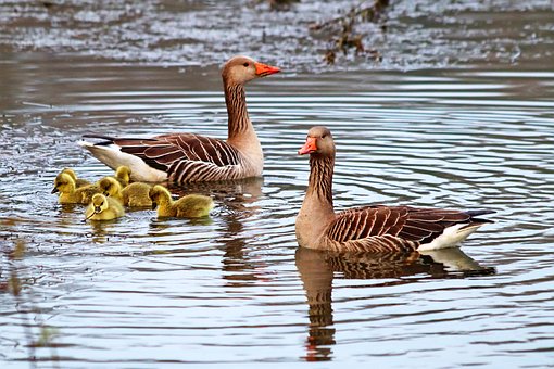 Free Geese Pond photo and picture