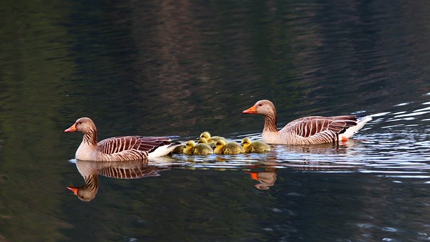 Free Geese Lake photo and picture