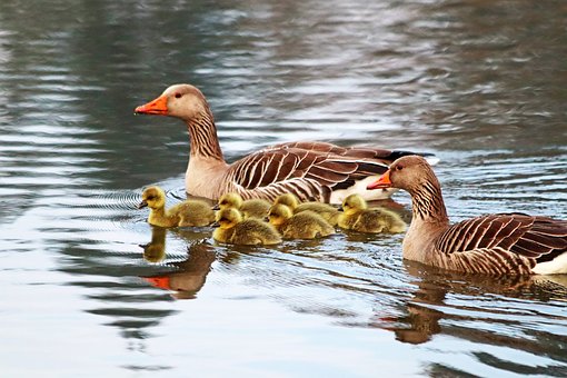 Free Geese Family photo and picture