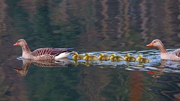Free Geese Nature photo and picture