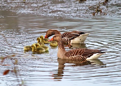 Free Goose Chick photo and picture