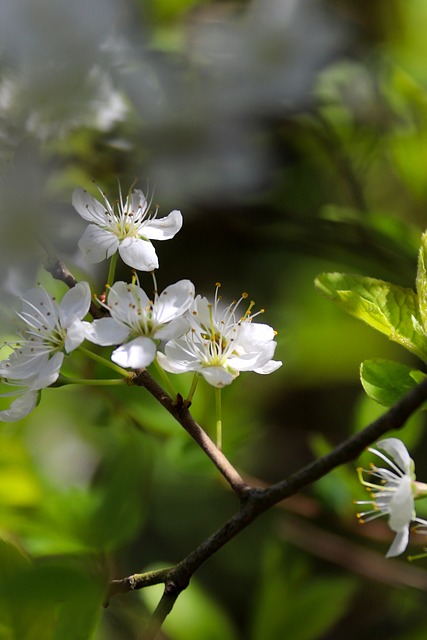 Primavera, Flor, Branco, Natureza