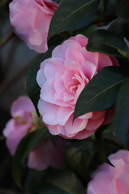 Rosa, Flor Rosa, Flores, Primavera
