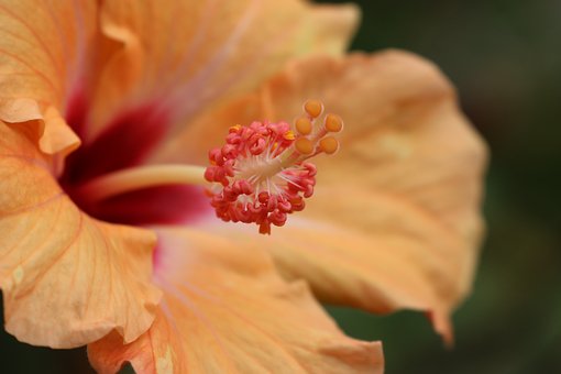 Hibisco, Natureza, Plantar, Flor, Jardim