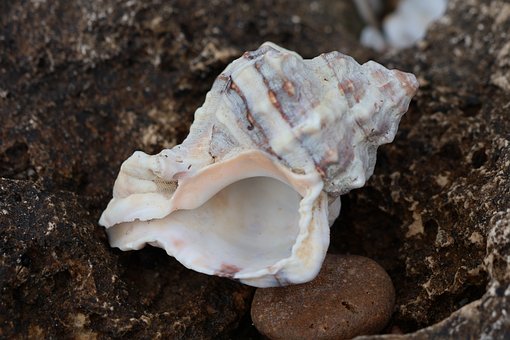 Shell, Concha, Pedras, Cenário, Panorama
