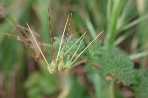 Assoalhos, Cenário, Natureza, Panorama