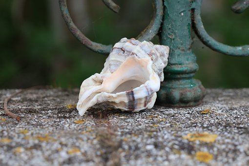 Shell, Cerca, Bares, Natureza, Cenário