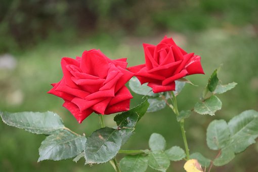 Flores, Flor, Assoalhos, Natureza