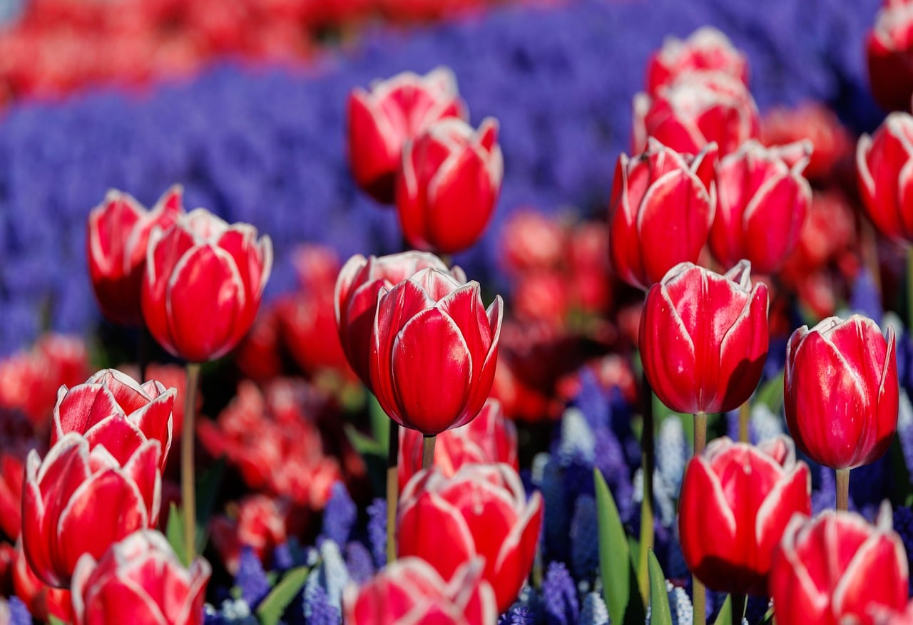 Roozengaarde - free online jigsaw puzzle photo