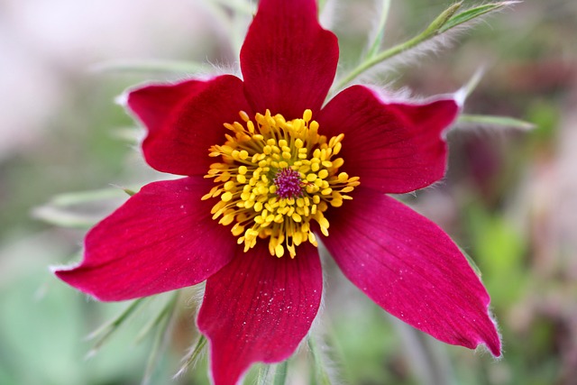 Free Pasque-Flower Flower photo and picture