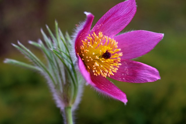 Free Pasque-Flower Flower photo and picture
