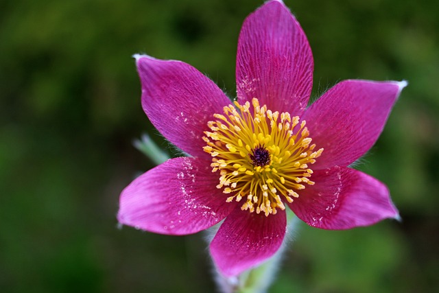 Free Pasque-Flower Flower photo and picture