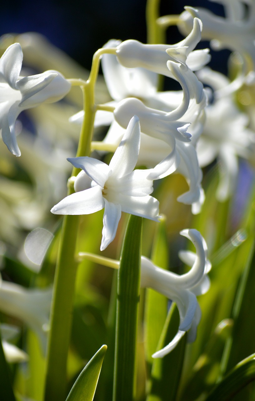 neelam279-white-hyacinths-10221411_1280.