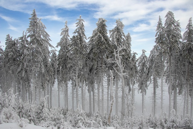 Free Winter Nature photo and picture
