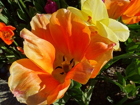 Free Flower Tulip photo and picture