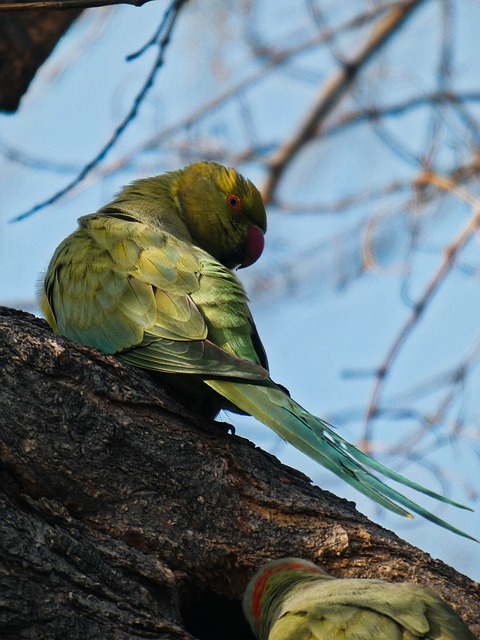 Free Parrot Bird photo and picture