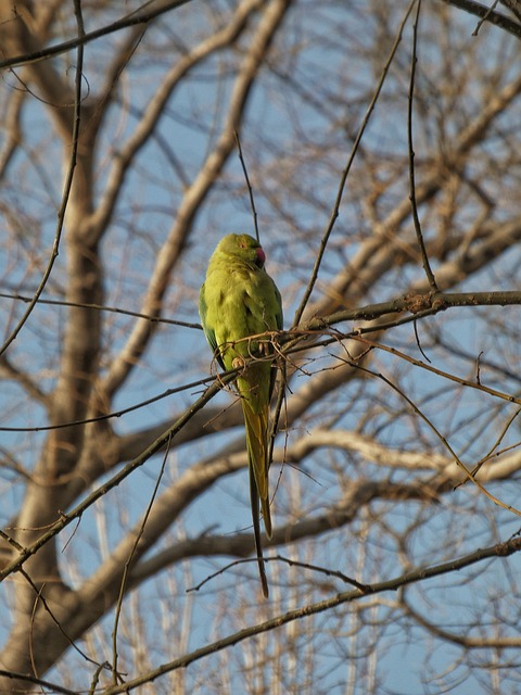 Free Parrot Bird photo and picture