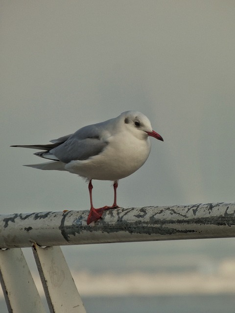 Free Nature Bird photo and picture