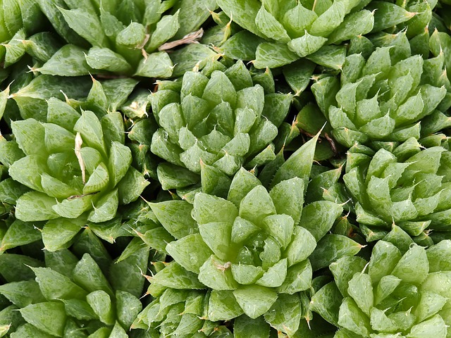 Free Succulent Nature photo and picture