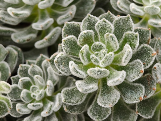 Free Succulents Cactus photo and picture